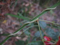 Kennedia rubicunda twining