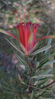 Lambertia formosa - Mountain Devils