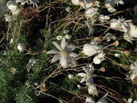 Actinotus helianthi flower