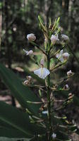 Alpinia caerulea - Native Ginger