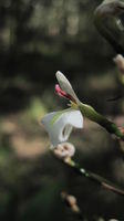 Alpinia caerulea flower