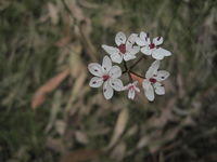 Burchardia umbellata - Milkmaids