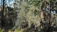 Bursaria spinosa flowers