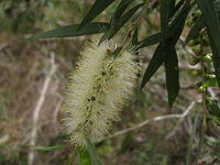 Callistemon salignus