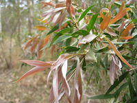 Callistemon salignus signature red new growth