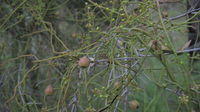 Cassytha pubescens fruit