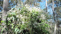 Clematis glycinoides flowers covering a shrub