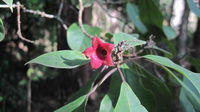 Clerodendrum tomentosum calyx