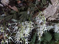 Dockrillia linguiformis (11)