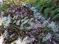 Dockrillia linguiformis (13)