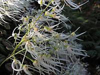 Dockrillia linguiformis (5)