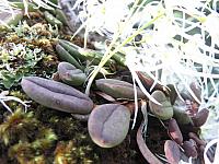 Dockrillia linguiformis (8)
