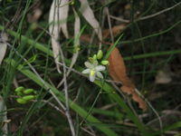 Geitonoplesium cymosum flower