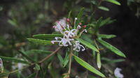 Grevillea linearifolia flower with pink tips
