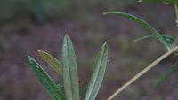 Grevillea linearifolia pale silky underside of leaf