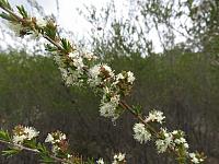 Kunzia ambigua - Tick Bush