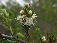 Kunzea ambigua (10)