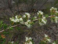 Kunzea ambigua (11)
