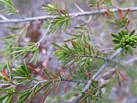 Kunzea ambigua (2)