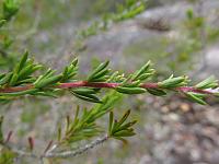 Kunzea ambigua (6)