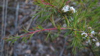Leptospermum arachnoides new growth is red and hairy