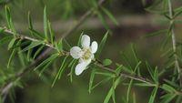 Leptospermum continentale flower and spreading leaves