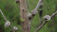Leptospermum continentale mature fruit