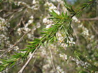 Leptospermum juniperinum leaves
