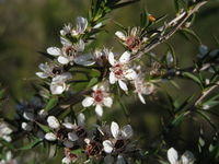 Leptospermum juniperinum  - flowers may have a red centre 