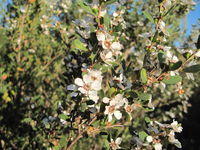 Leptospermum laevigatum branch