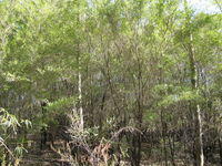 Leptospermum  polygalifolium var polygalifolium dense growth 