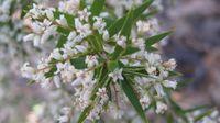 Leucopogon lanceolatus - Lance Beard-heath
