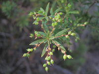 Leucopogon lanceolatus immature fruit