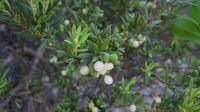 Leucopogon parviflorus ripe fruit
