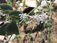 Leucopogon amplexicaulis (13)