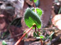 Leucopogon amplexicaulis (14)