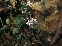 Leucopogon amplexicaulis (16)