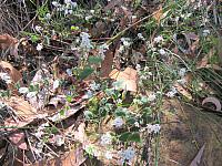 Leucopogon amplexicaulis (18)