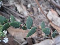 Leucopogon amplexicaulis (2)