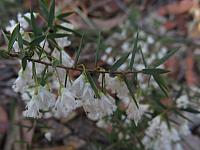 Leucopogon setiger