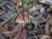 Leucopogon setiger (16)