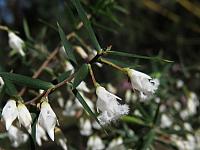 Leucopogon setiger (18)