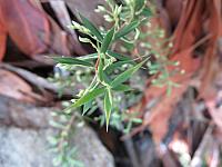 Leucopogon setiger (3)