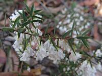 Leucopogon setiger (5)