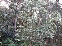 Logania albiflora (19)