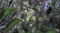 Marsdenia rostrata - Common Milk Vine