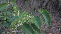 Marsdenia rostrata flowers and leaves