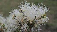 Melaleuca linearifolia flowers