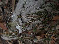 Mitrasacme polymorpha (12)