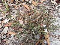 Mitrasacme polymorpha